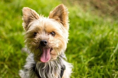 OROMED Oro-Pet - maszynka do strzyżenia zwierząt