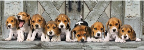 Puzzle 1000 elementów Compact Panorama Beagle Puzzle 1000 elementów Compact Panorama Beagle