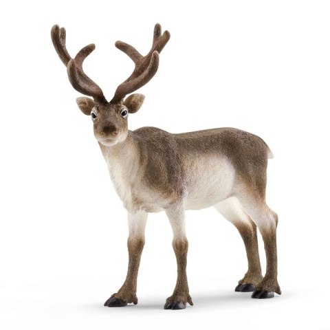 Renifer Wild Life Renifer Wild Life