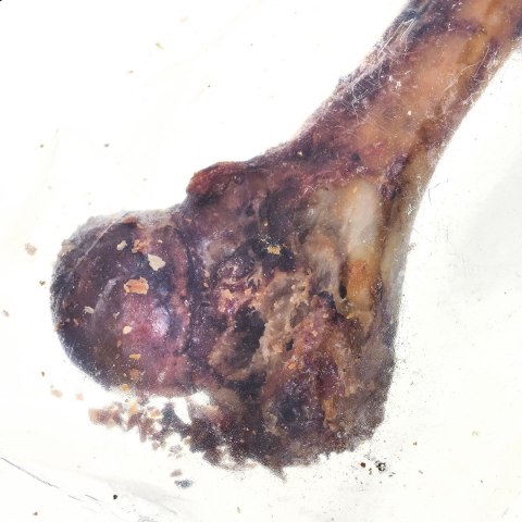 PETMEX Kość szynkowa - gryzak dla psa - 1 szt. PETMEX Kość szynkowa - gryzak dla psa - 1 szt.