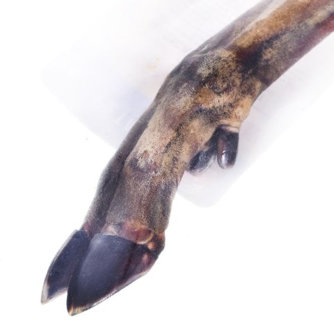 PETMEX Racica sarny - gryzak dla psa - 1 szt. PETMEX Racica sarny - gryzak dla psa - 1 szt.