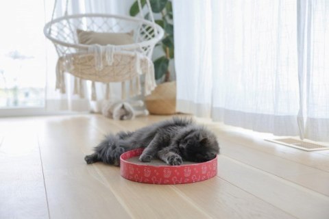 KERBL Drapak dla kota Circle, tekturowy, 5,5 cm, średnica 34 cm, różowy KERBL Drapak dla kota Circle, tekturowy, 5,5 cm, średnica 34 cm, różowy