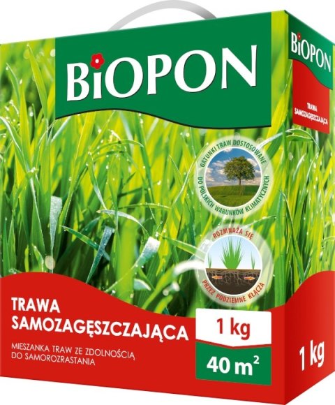 TRAWA SAMOZAGĘSZCZAJĄCA 1 KG TRAWA SAMOZAGĘSZCZAJĄCA 1 KG